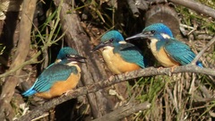 Alcedo semitorquata