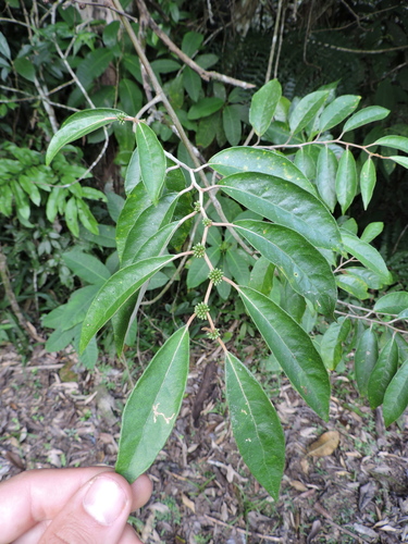 Piptocarpha oblonga observed 2023-05-25
