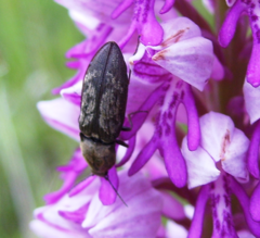 Prosternon tessellatum