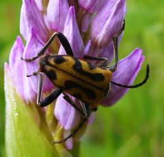 Brachyta interrogationis