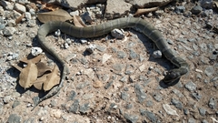 Deuve's Water Snake photo 2