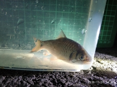 Systomus orphoides
