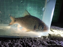 Systomus orphoides