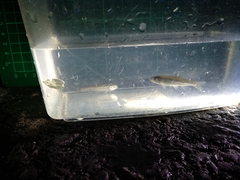 Opsariichthys pachycephalus