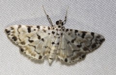 Pycnarmon aripanalis