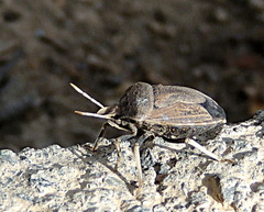 Phyllocephala negus