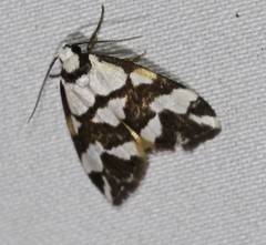 Thallarcha staurocola