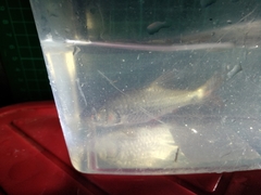 Systomus orphoides