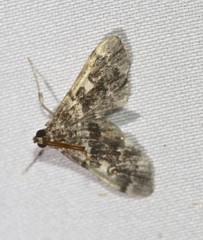 Nacoleia rhoeoalis