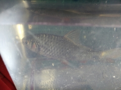 Systomus orphoides
