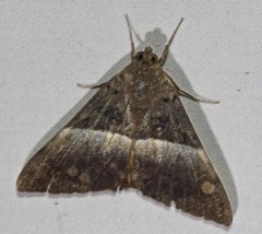 Oxyodes tricolor