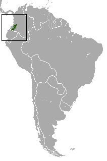 Western Colombian Small-eared Shrew