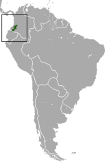 Western Colombian Small-Eared Shrew photo 2