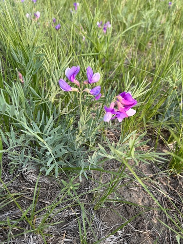 manystem pea (Lathyrus polymorphus)