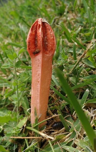 lantern stinkhorn