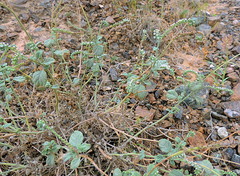 Heliotropium calcareum