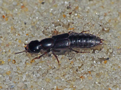 Staphylininae
