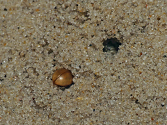 Sphargeris physodes