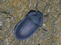 Pterohelaeus peltatus