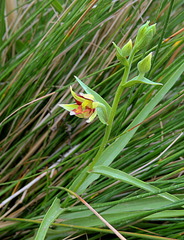 Epipactis veratrifolia