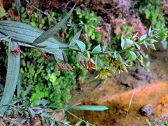Epipactis veratrifolia
