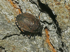 Platycoris rugosus