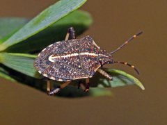 Oncocoris geniculatus