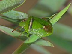 Ocirrhoe unimaculata