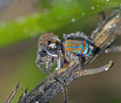 Maratus tasmanicus
