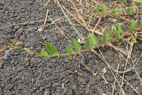 Alysicarpus ovalifolius
