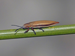Eurispa albipennis
