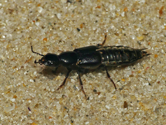 Staphylininae