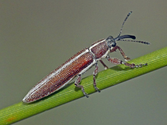 Stenobelus tibialis