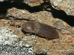 Agrypnus variabilis