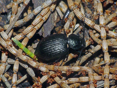 Adelium tenebrioides
