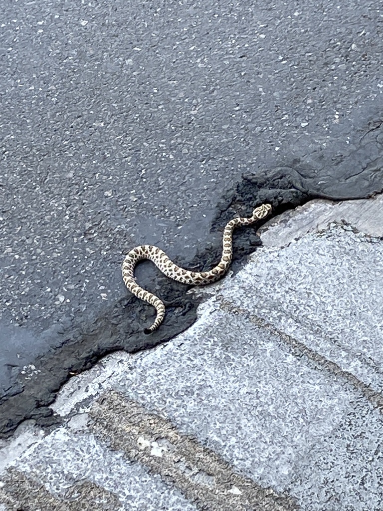 Great Basin Rattlesnake from Red Butte Garden, Salt Lake City, UT, US
