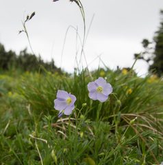 Linum alpinum