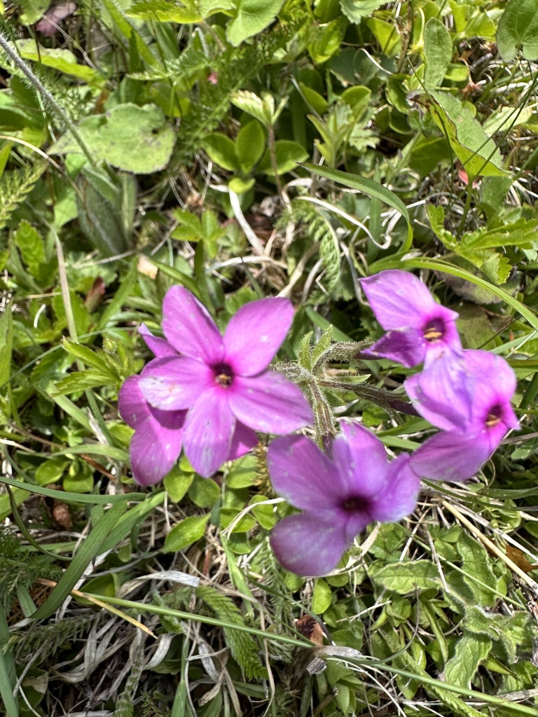 creeping-phlox-from-blue-grass-blue-grass-va-us-on-may-25-2023-at