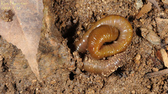 Orobdella tsushimensis