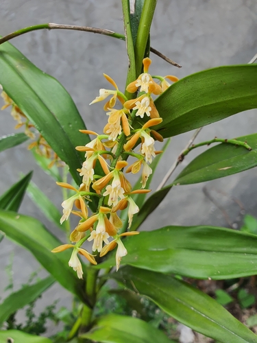 Epidendrum polyanthum, photograph 3