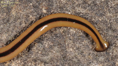 Diversibipalium