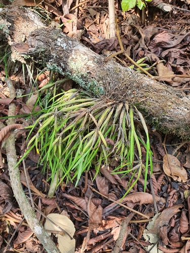 Scaphyglottis fasciculata, photograph 3