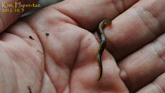 Orobdella tsushimensis