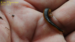 Orobdella tsushimensis