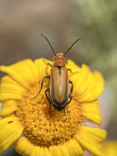Nemognatha macswaini
