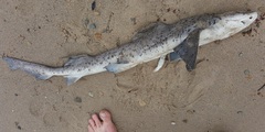 Triakis megalopterus