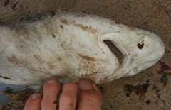 Triakis megalopterus