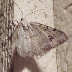 Digrammia pallidata