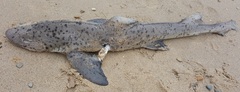 Triakis megalopterus