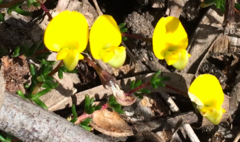 Aspalathus biflora biflora